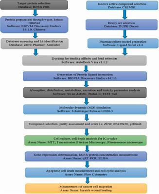 Pharmacophore-based virtual screening approaches to identify novel molecular candidates against EGFR through comprehensive computational approaches and in-vitro studies